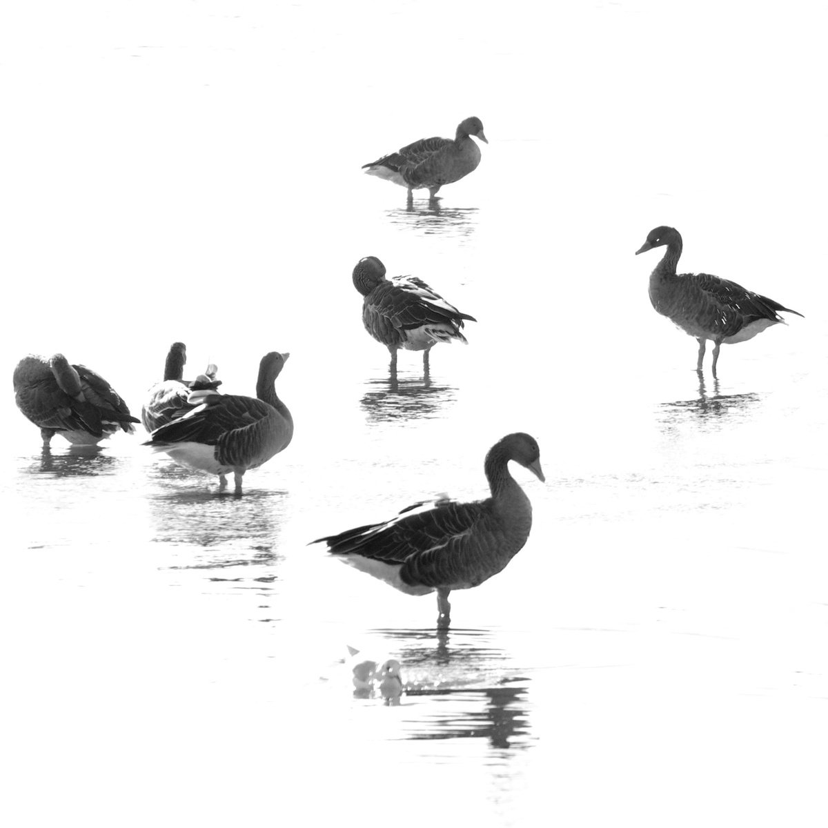 Geese, black and white minimal impressionist wildlife by oconnart