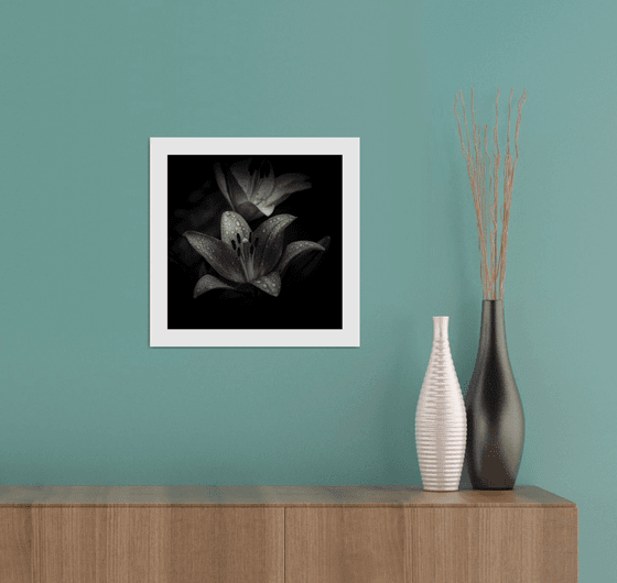 Lily Blooms Number 9 - 12x12 inch Fine Art Photography Limited Edition #1/25