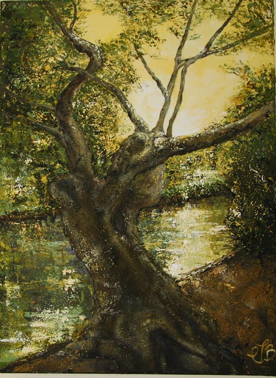 The old tree by the river