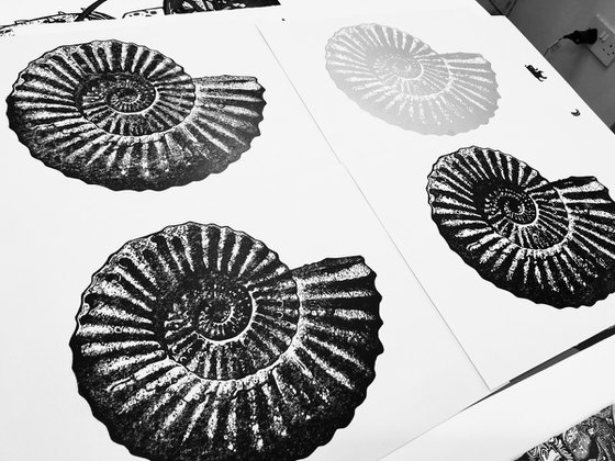 Ammonite single colour (silver on white)