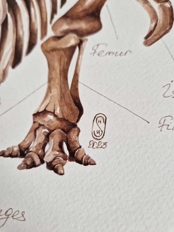 Triceratops horridus, paleo antatomy illustration