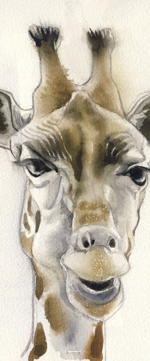 Giraffe portrait by Alfred  Ng