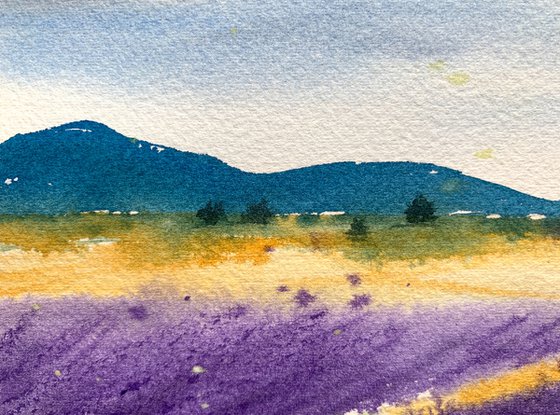 Lavender fields