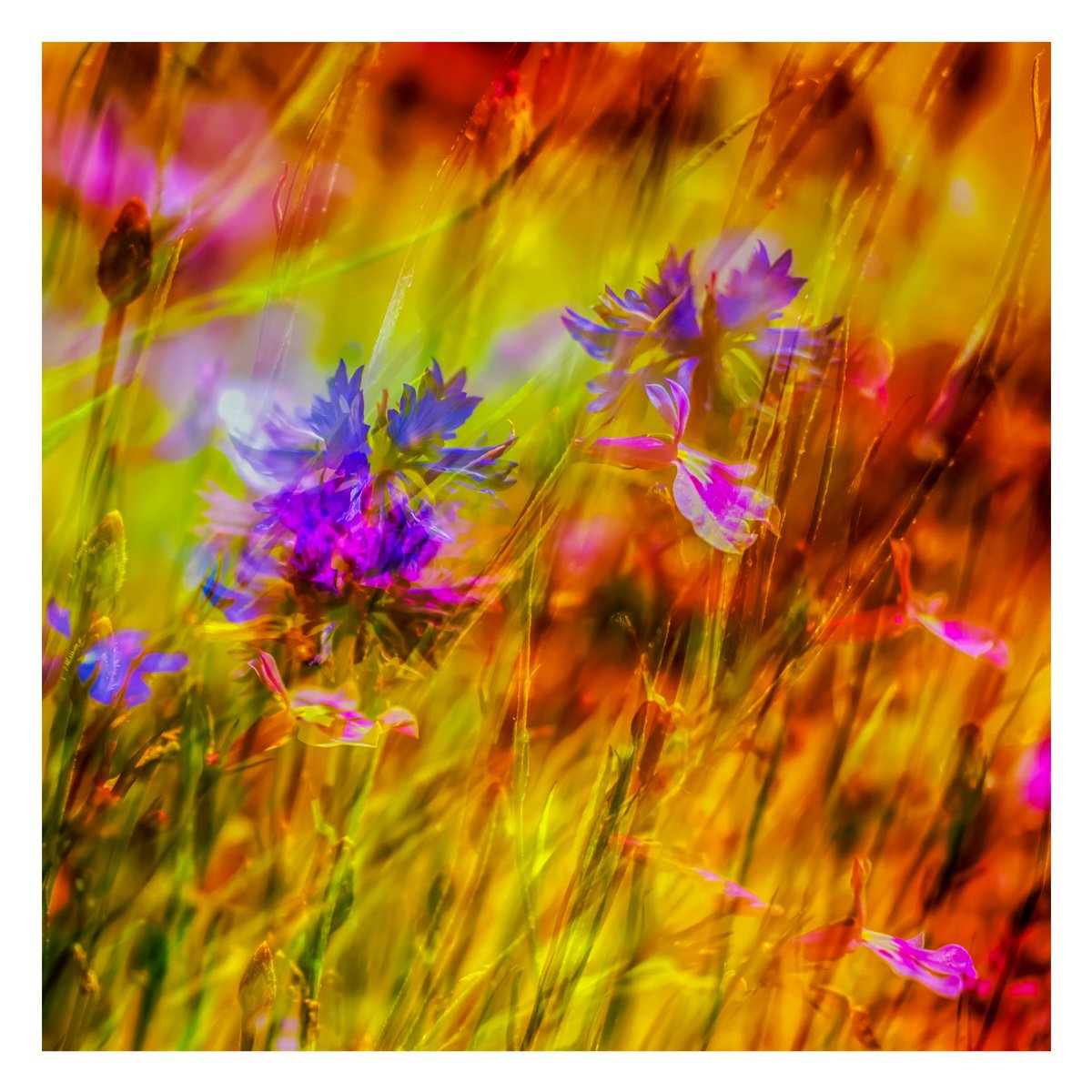 Summer Meadows #9. Limited Edition 1/25 12x12 inch Abstract Photographic Print. by Graham Briggs