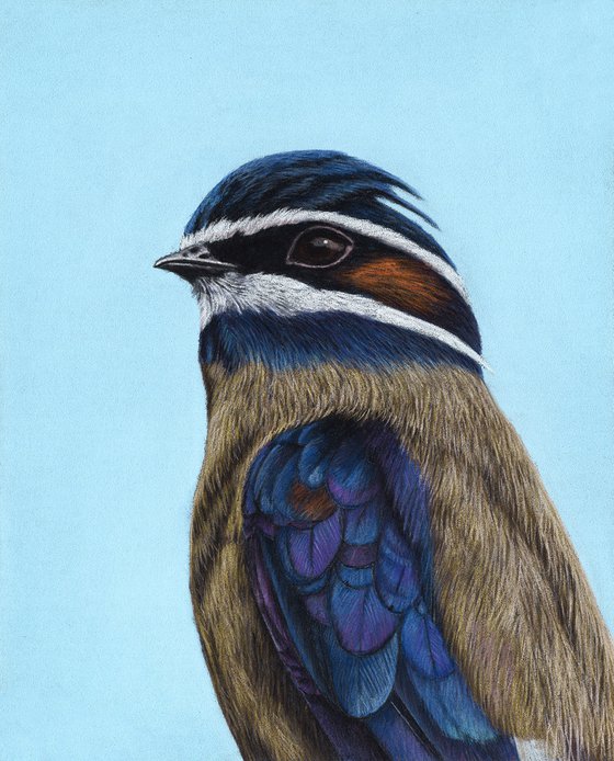 Original pastel drawing bird "Whiskered Treeswift"