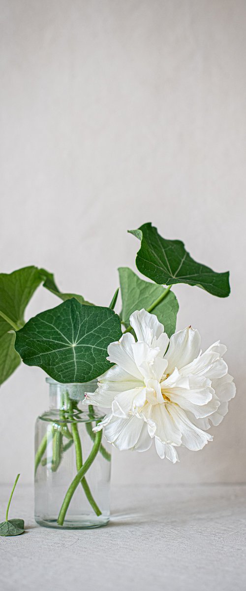 White Tulip and Nasturtium by Cornelia Weber