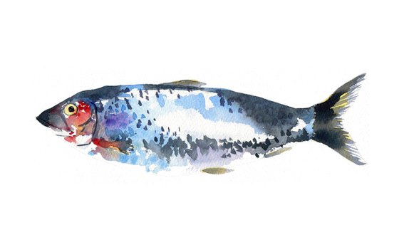 Herring Fish Watercolour