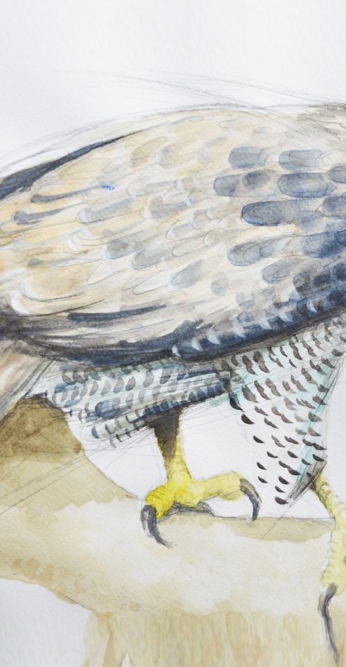 Goshawk by Alison Brodie