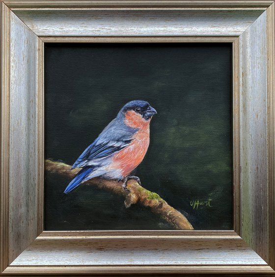 Bullfinch bird