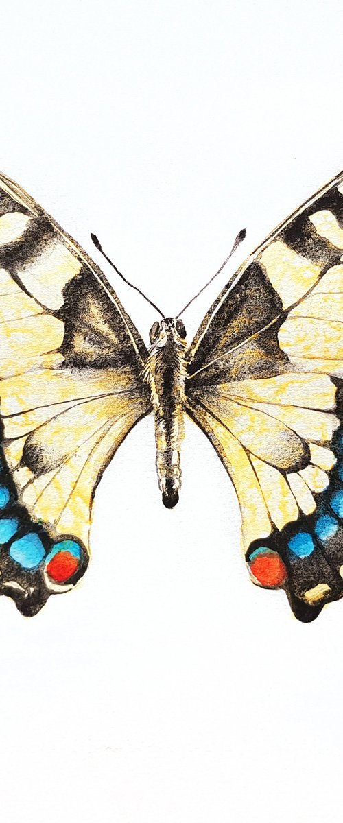 The Swallowtail butterfly, 30x30cm, wildlife watercolour painting by Karolina Kijak