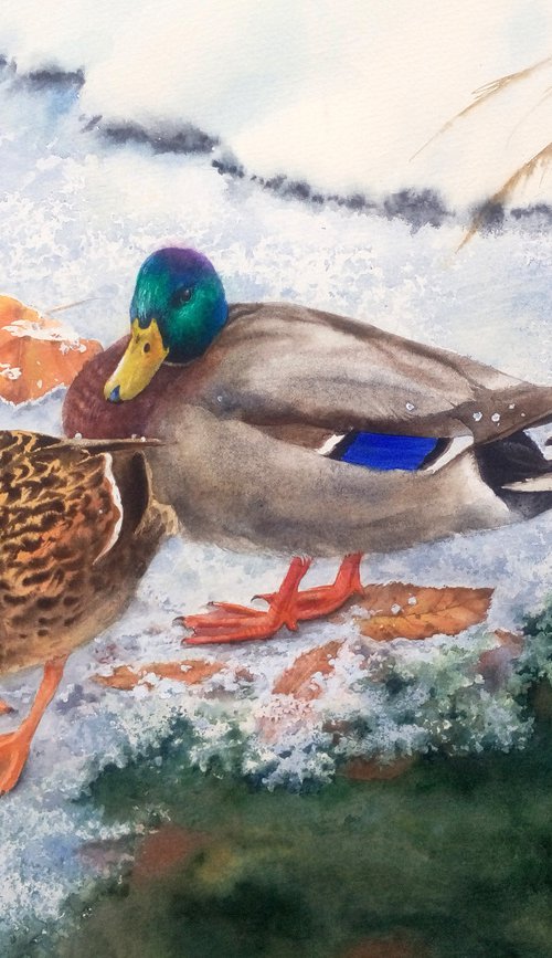 Ducks on a frozen pond - falle by Olga Beliaeva Watercolour