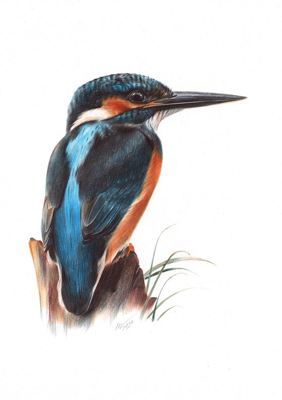 River Kingfisher - Bird Portrait