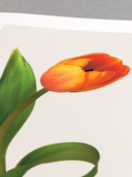 Tilted Bloom