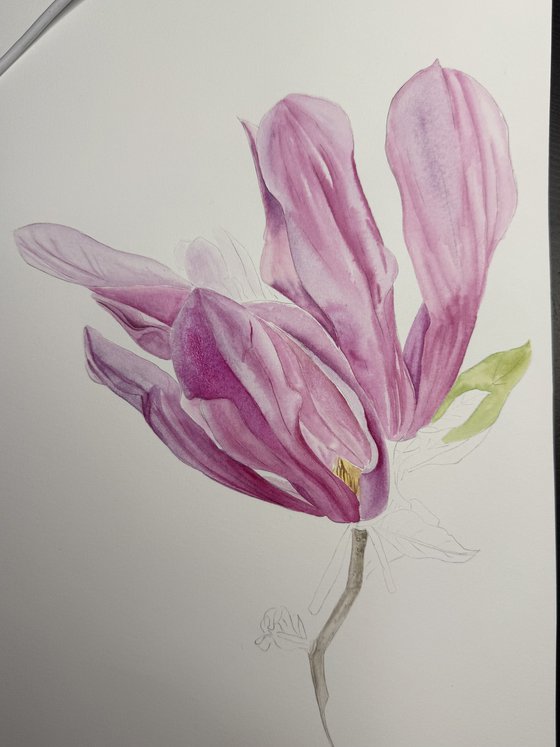 Magnolia