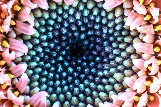 The Still Swirl of Gerbera
