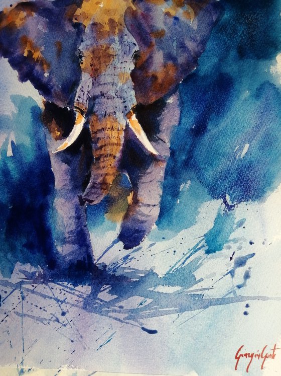elephant 17