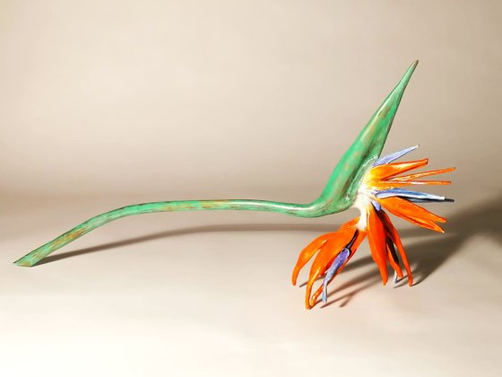 Strelitzia,  bird of paradise