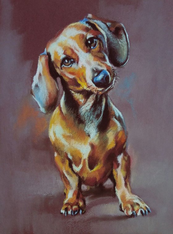 Dachshund