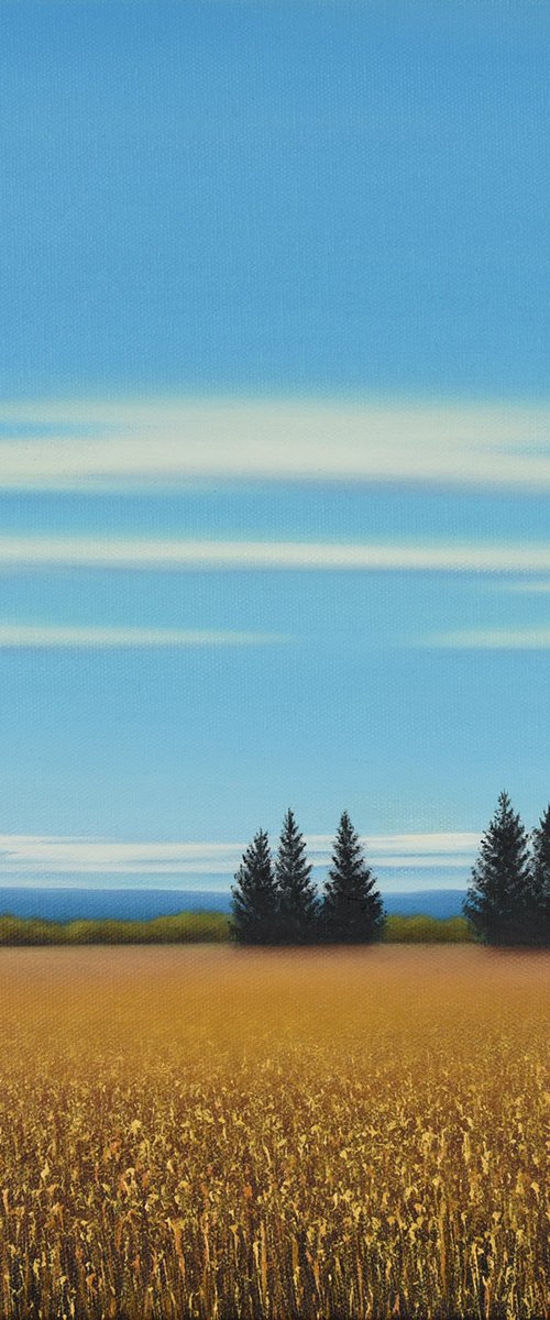 Summer Harvest - Blue Sky Landscape by Suzanne Vaughan