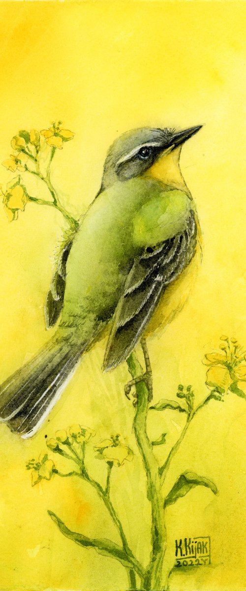 Western Yellow Wagtail, bird in watercolor by Karolina Kijak