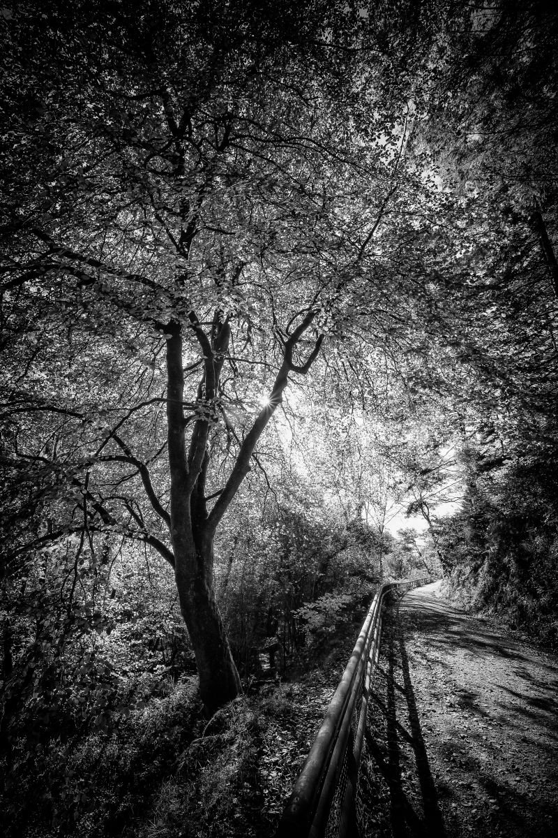 Cardinham woods by Paul Nash
