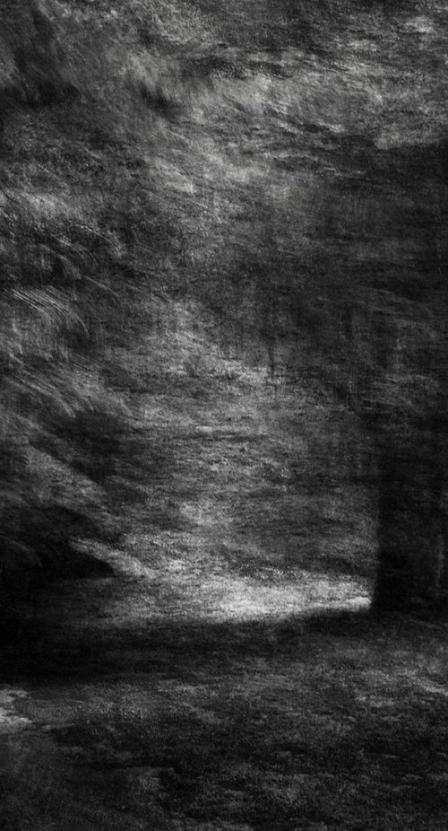 Black and White in the wood by PHILIPPE BERTHIER