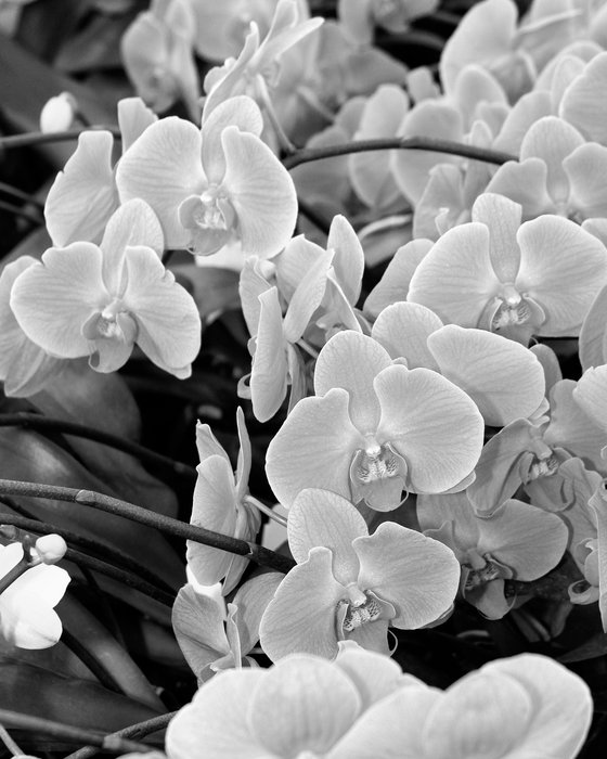 WISH ORCHIDS Landers CA