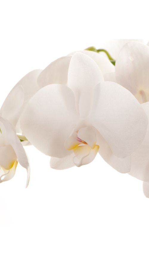 White Orchid by Judith Nicklin