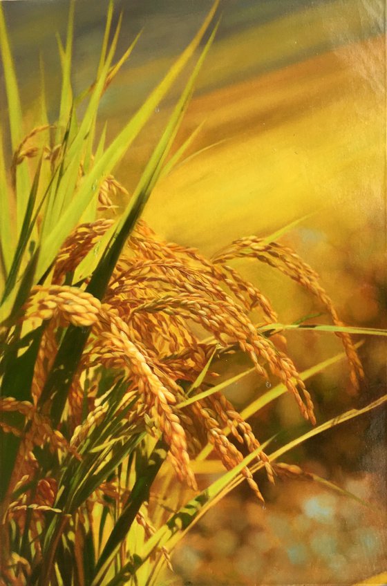 Realism rice oil painting:harvest t207