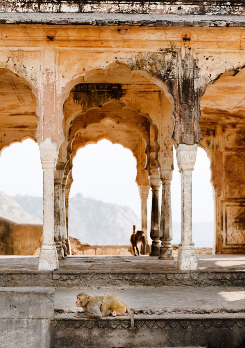 Photorealistic Animal Photograph By Tom Hanslien, 33 X 47", Monkeys In Temple Ruin, Jaipur, Original Artwork