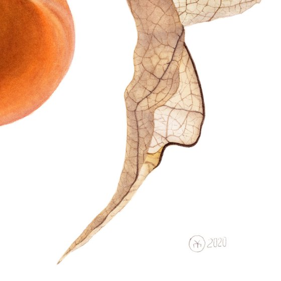 Flying Physalis