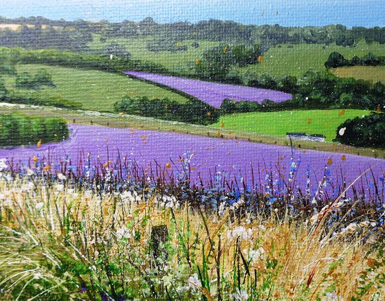 Phacelia to the Sea