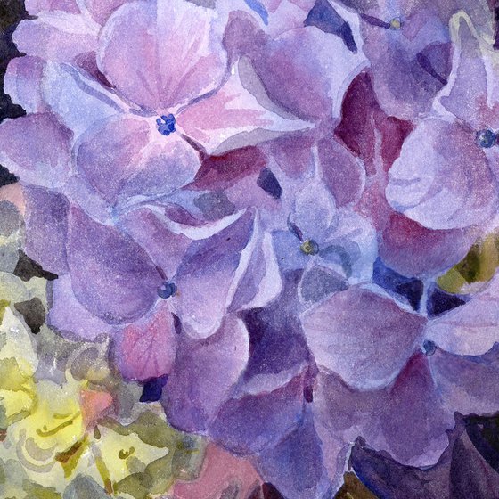 Hydrangea in a white vase