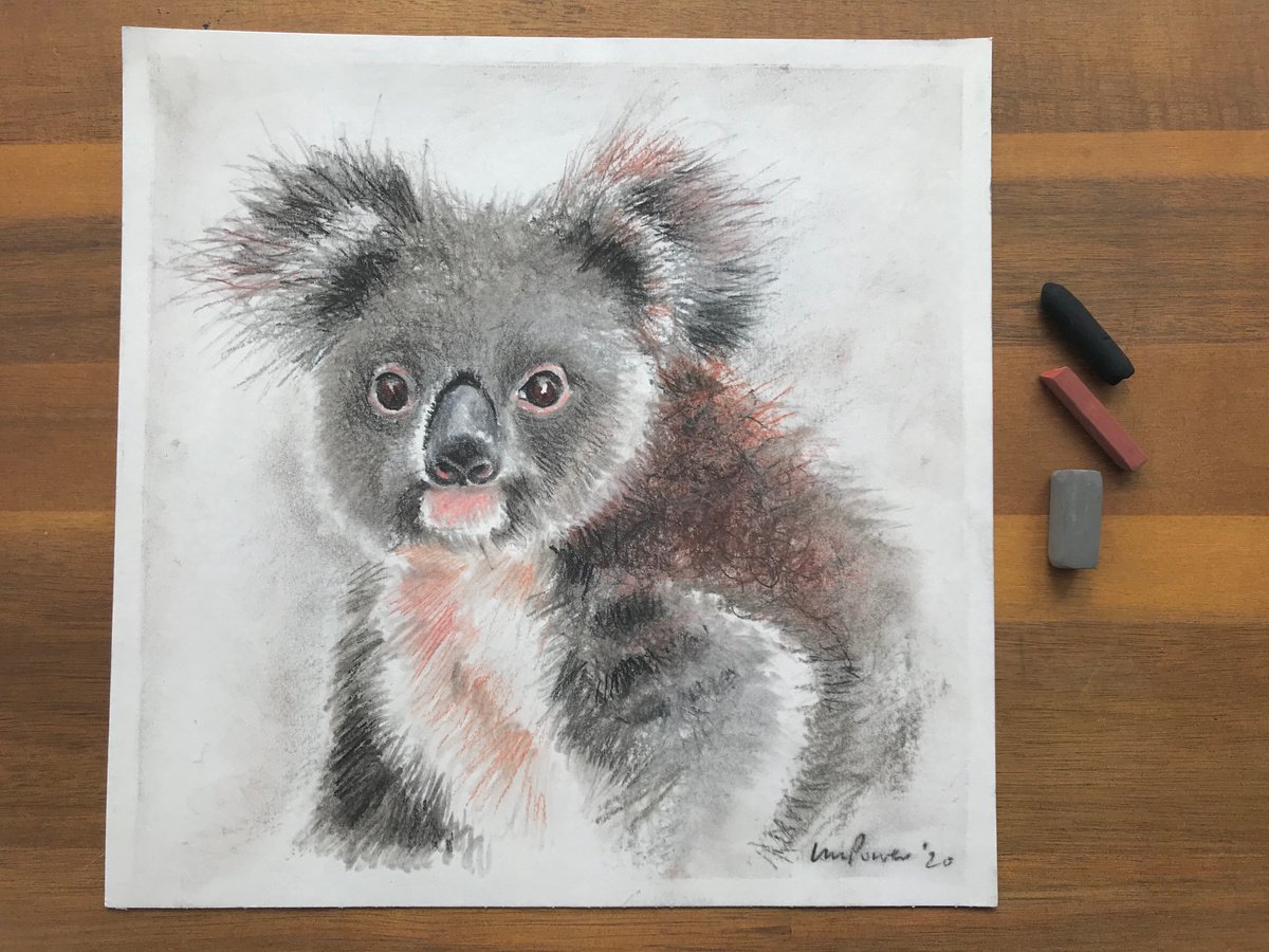 Koala charcoal drawing #05 by Luci Power