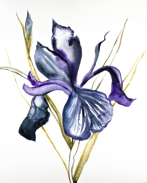 Iris No. 101 by Elizabeth Becker