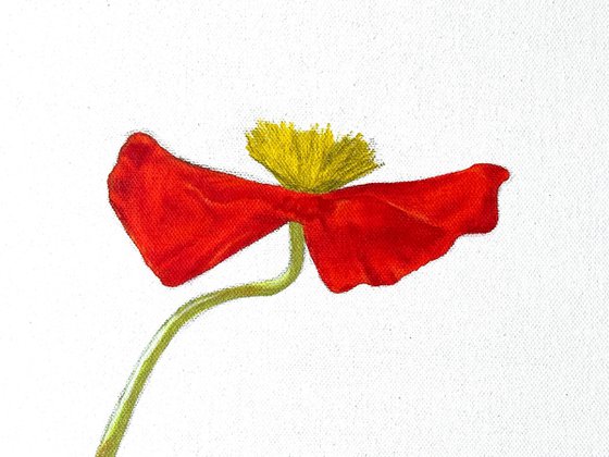 Ikebana: Poppy
