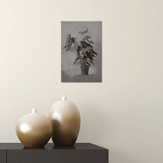Calathea