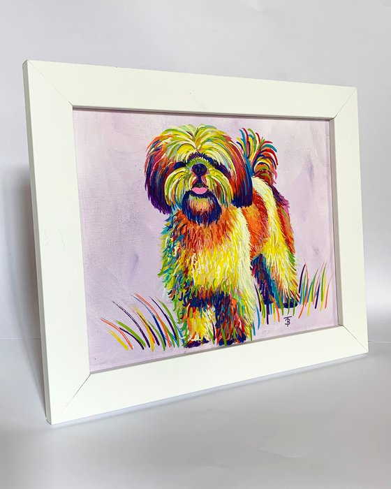 Rainbow Shih Tzu