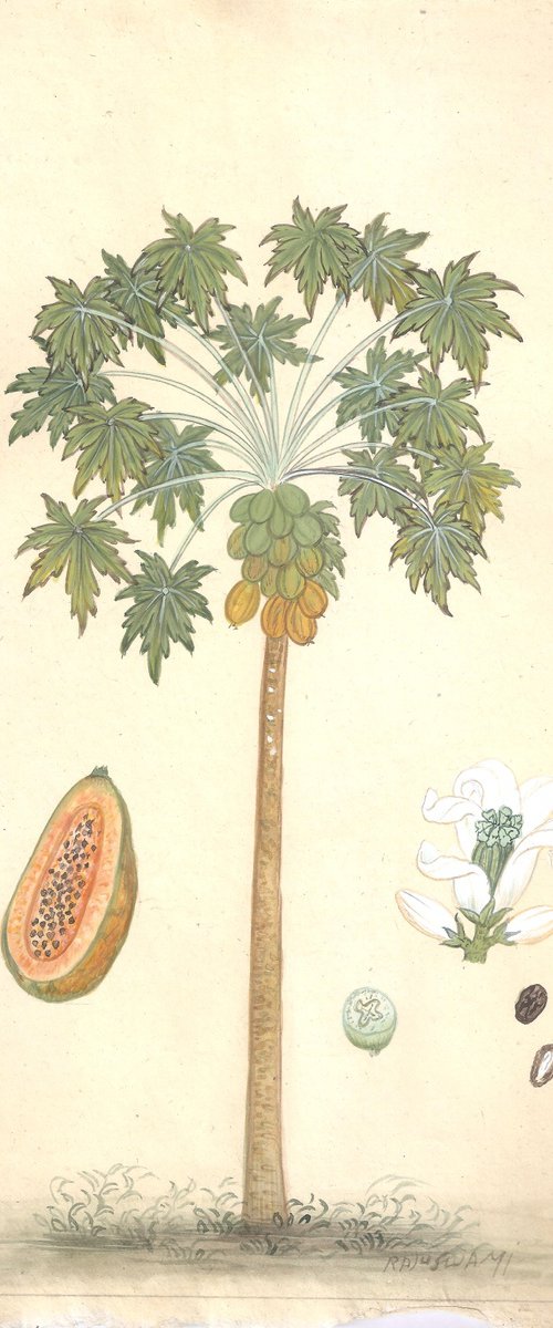 Royal Papaya Tree | Original Miniature Art by Mukesh Swami
