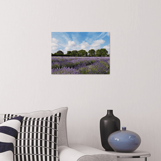 Hampshire Lavender Fields 3