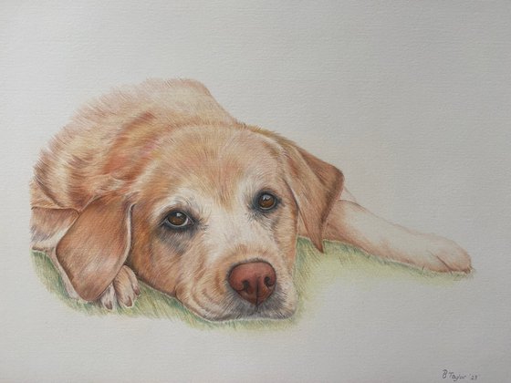 The long wait. Labrador drawing