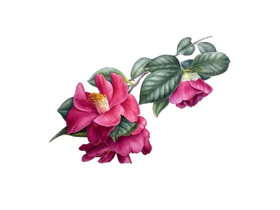 Camellia Painting
