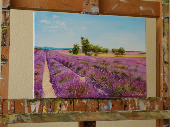 Lavender Field Morning Light