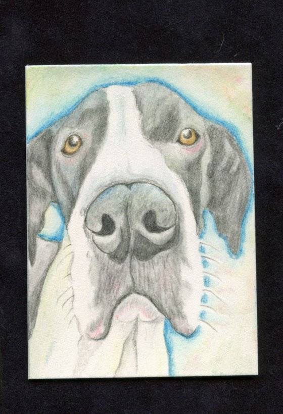 ACEO ATC Original Drawing Great Dane Pet Dog Art-Carla Smale