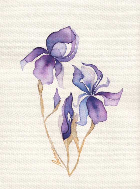 Iris