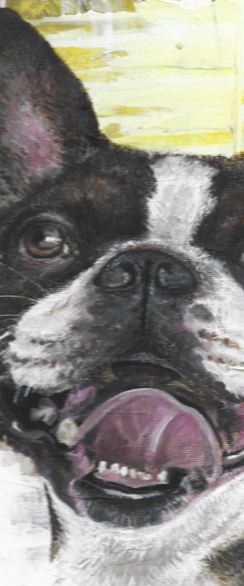 Boston terrier by Nichola Artemenko