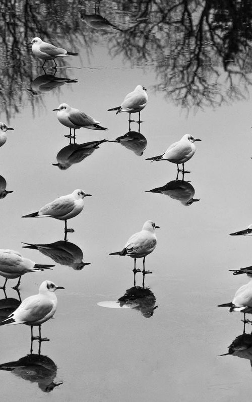 Birds gathering (from the "Birds" set) by Adam Mazek