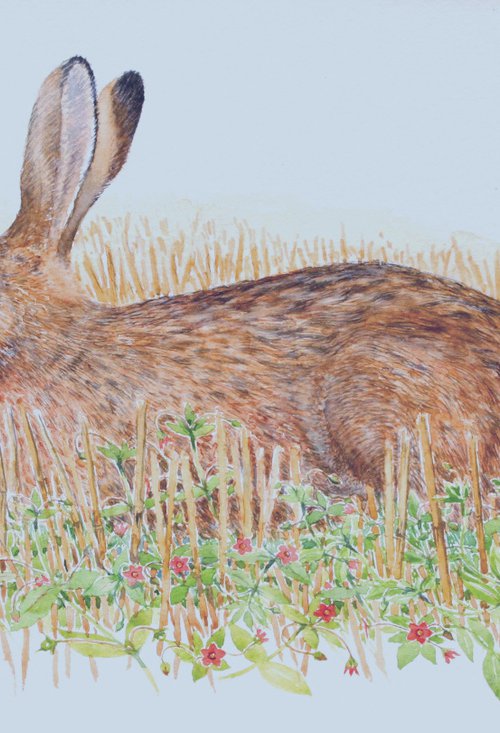 Brown hare and scarlet pimpernel by John Horton