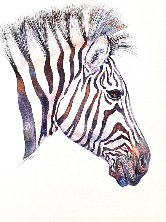 Moon Rock Zebra