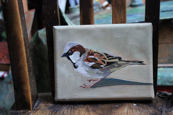 House  Sparrow #3